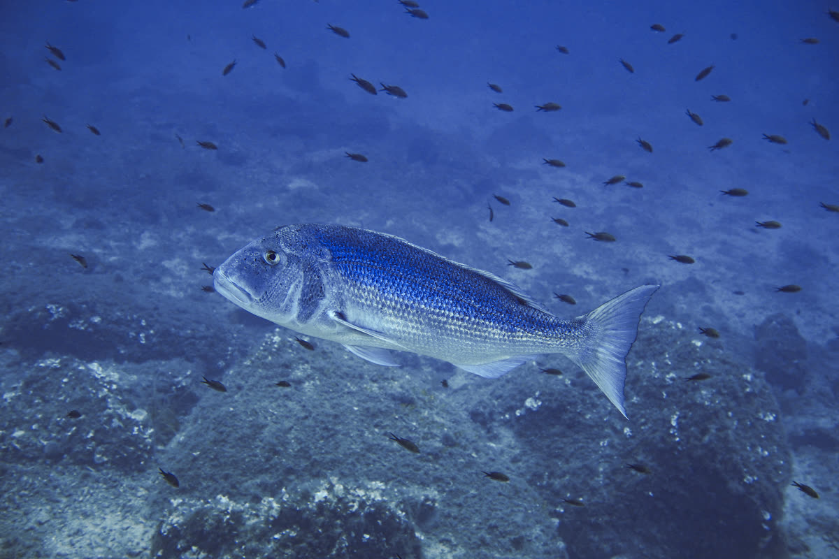 Mediterraneo — shot 2